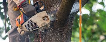 Leaf Removal in Mount Pleasant, UT