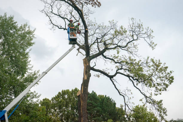 How Our Tree Care Process Works  in  Mount Pleasant, UT