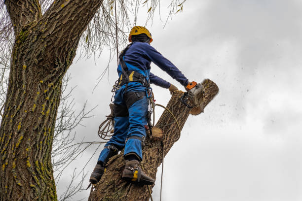 Mount Pleasant, UT Tree Care  Company